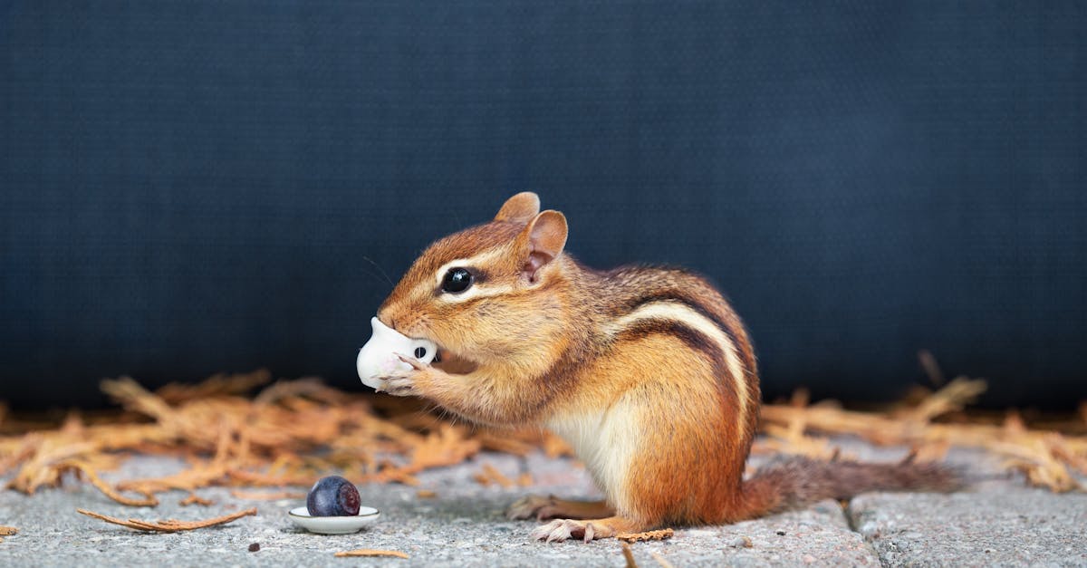 Chipmunk Recipes