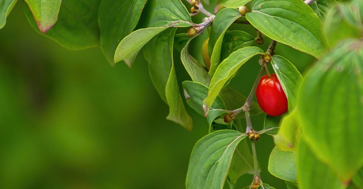 Dogwood Berry Recipes