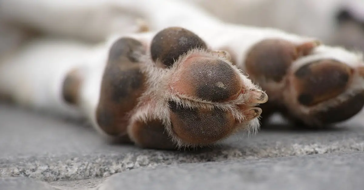 Dog Lick Pad Recipes