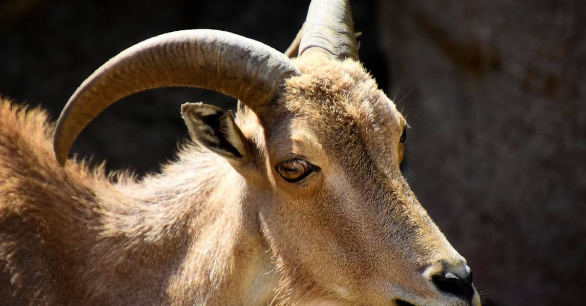 Barbary Sheep Recipes