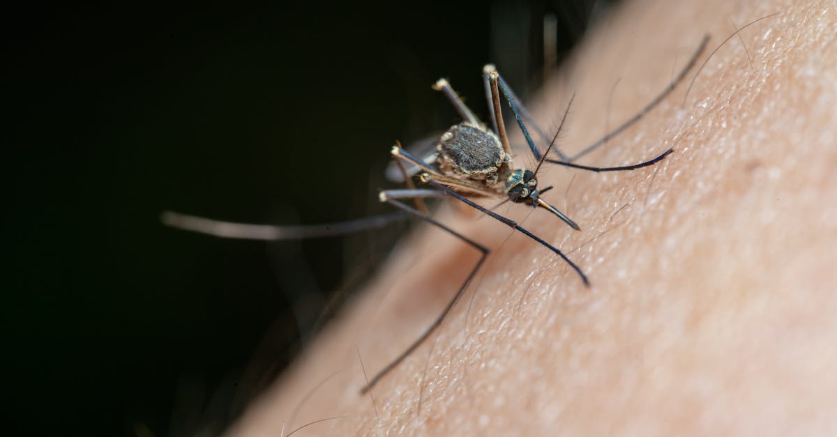 Beautyberry Mosquito Repellent Recipe