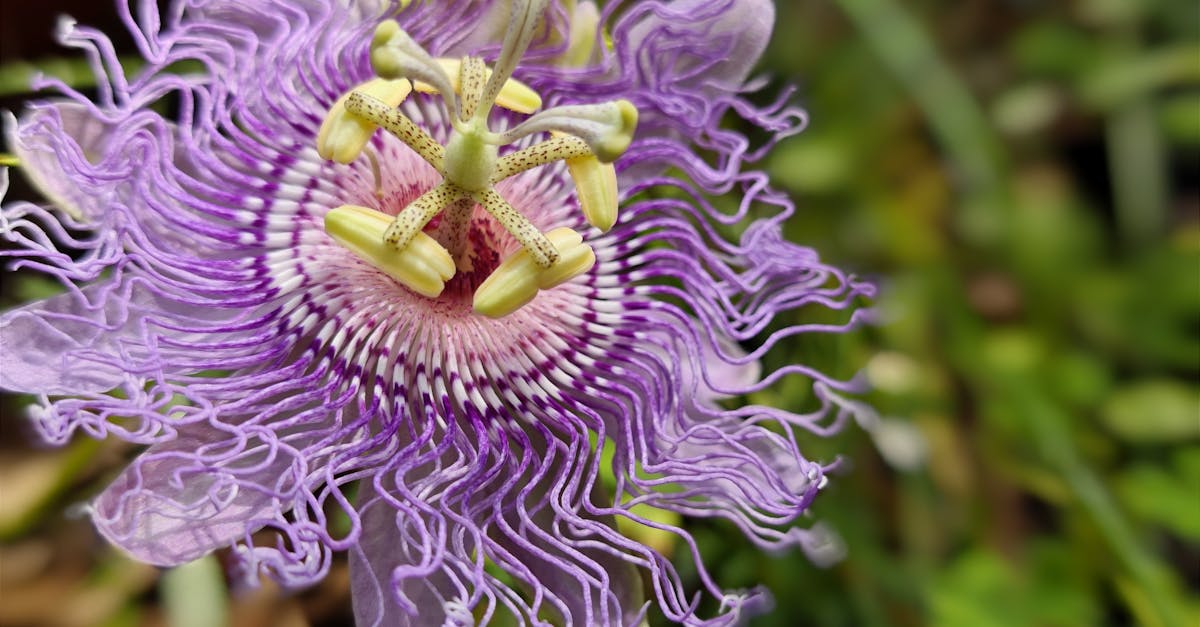 Passiflora Incarnata Recipes