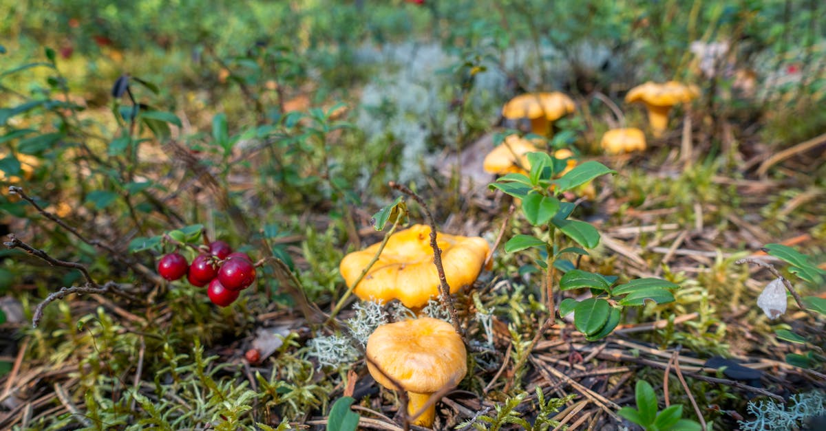 Edible Moss Recipe