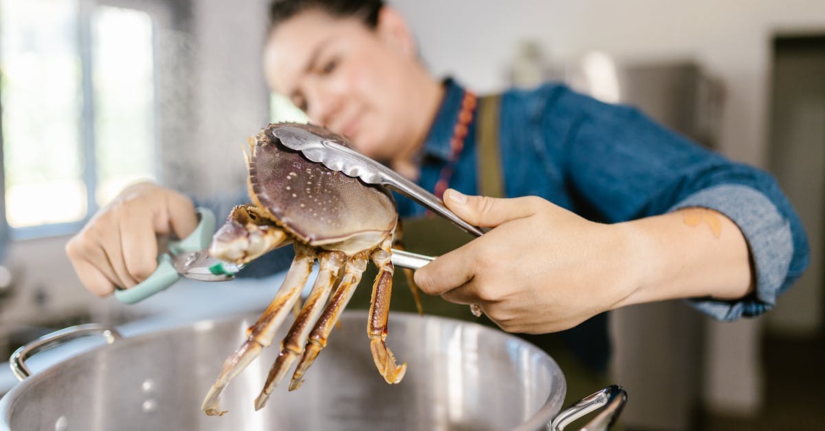 Hermit Crab Food Recipes