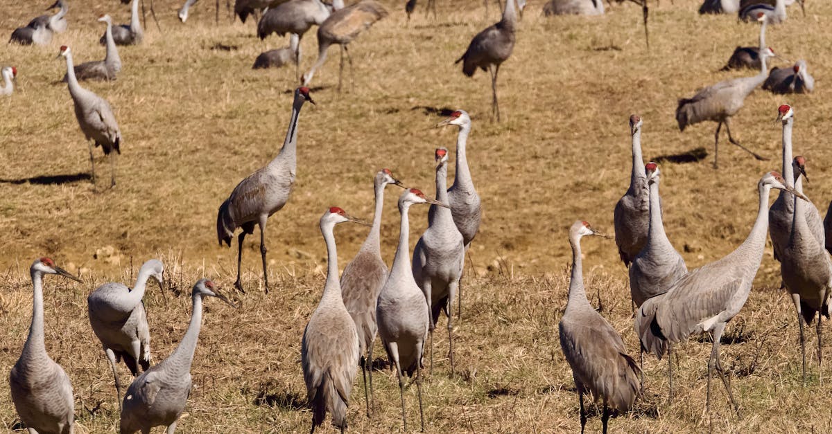 Sandhill Crane Recipe