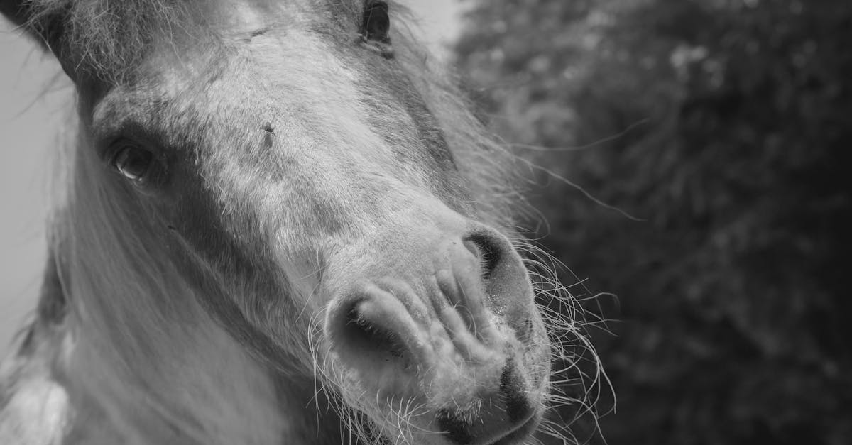 Horse Fly Spray Recipe