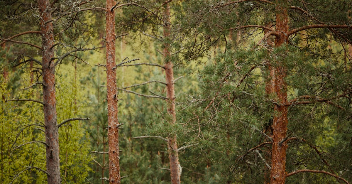 Pine Bark Recipe