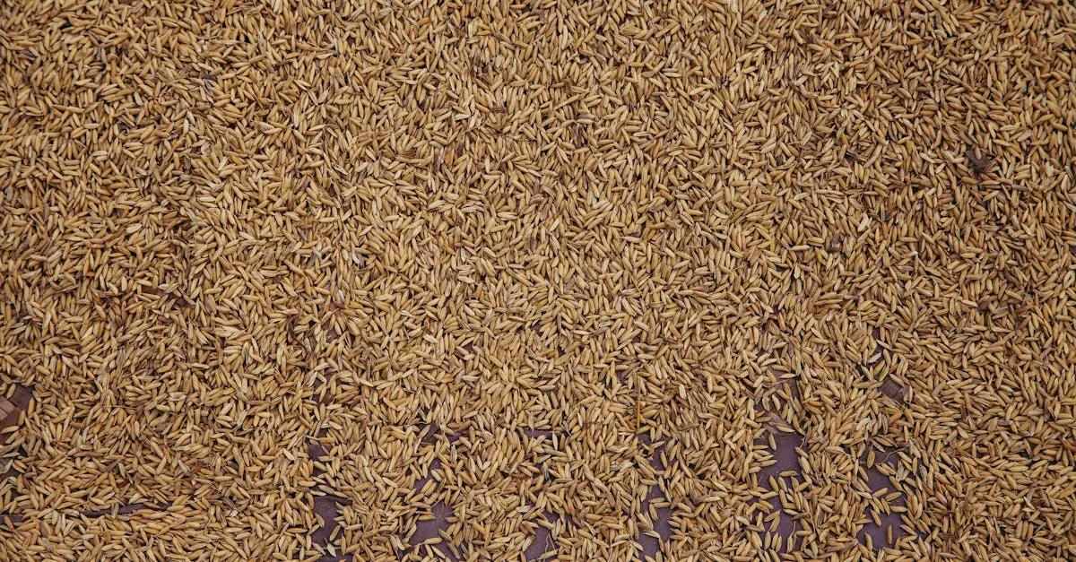 Brown Rice Tortillas Recipe