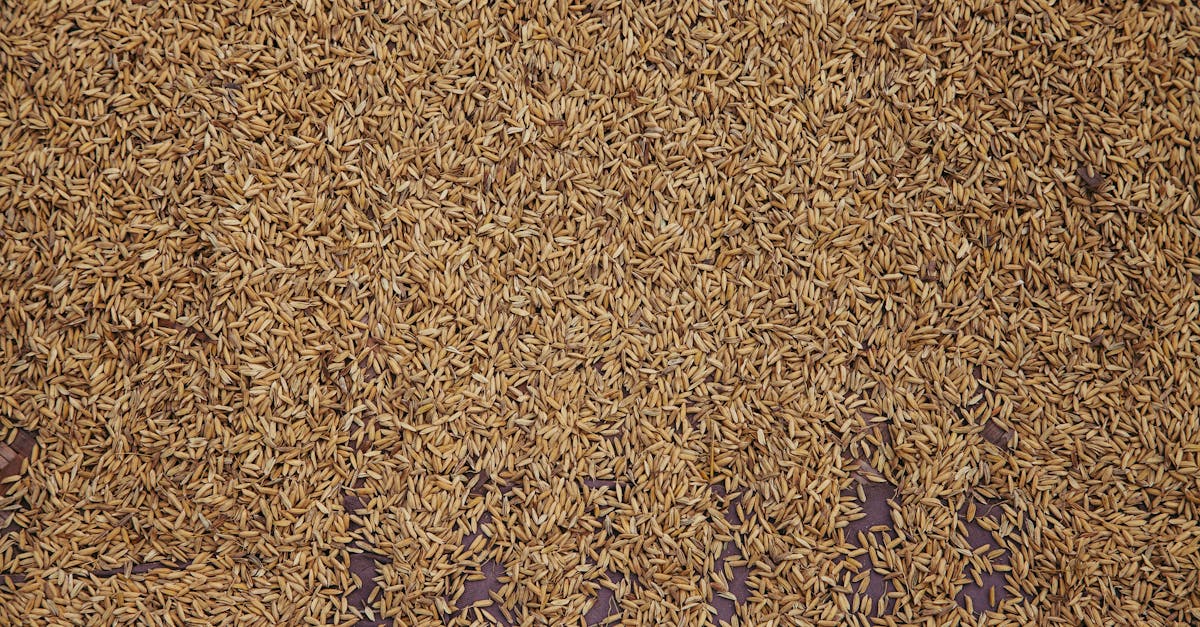 Millet & Brown Rice Ramen Recipes