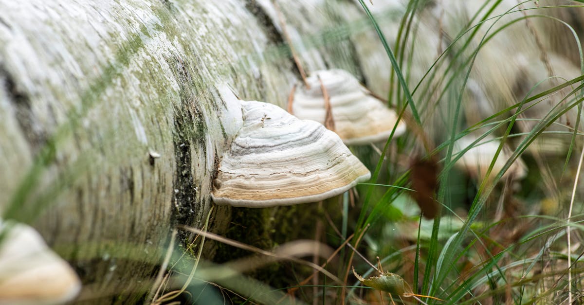 Birch Polypore Recipe