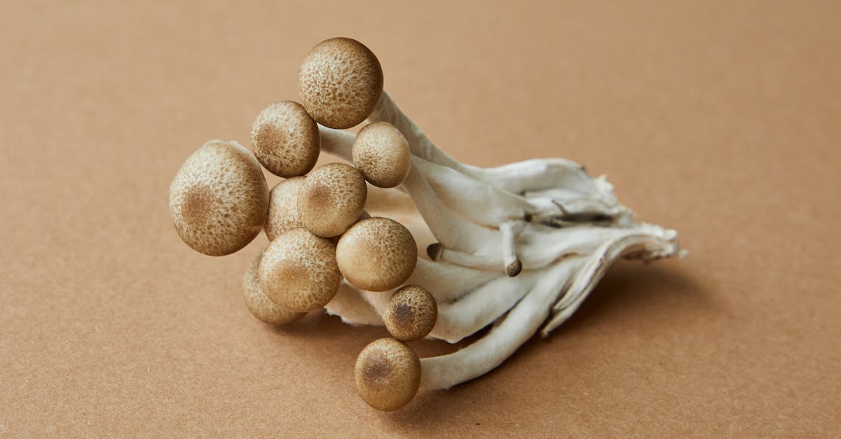 Hawks Wing Mushroom Recipe