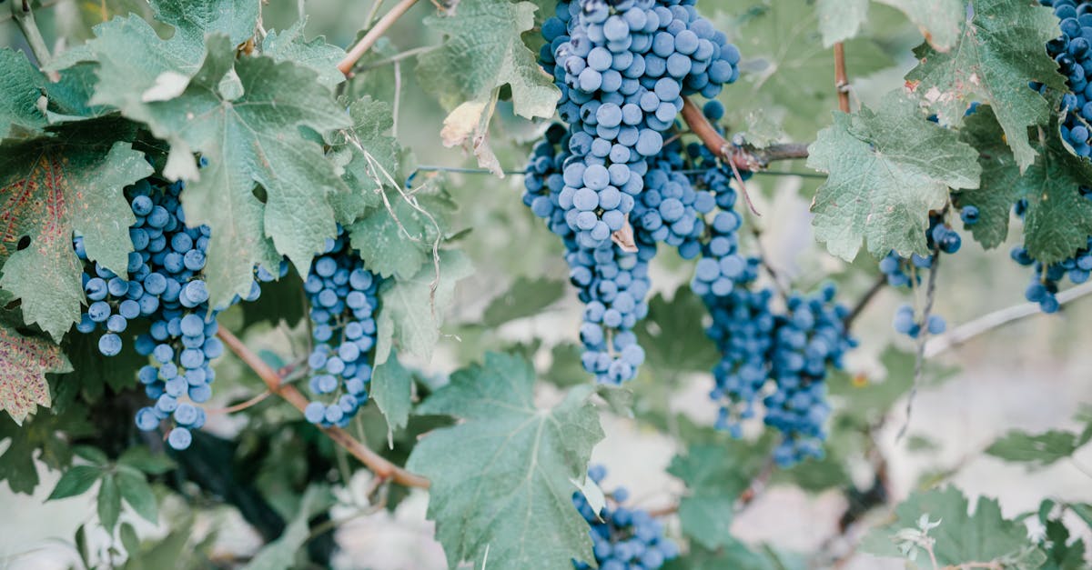 Wine Berry Jelly Recipes