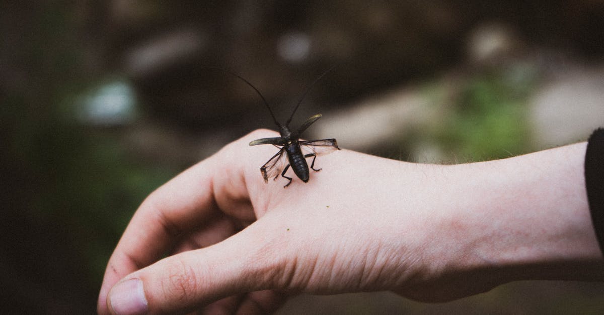 Skin So Soft Bug Repellent Recipe