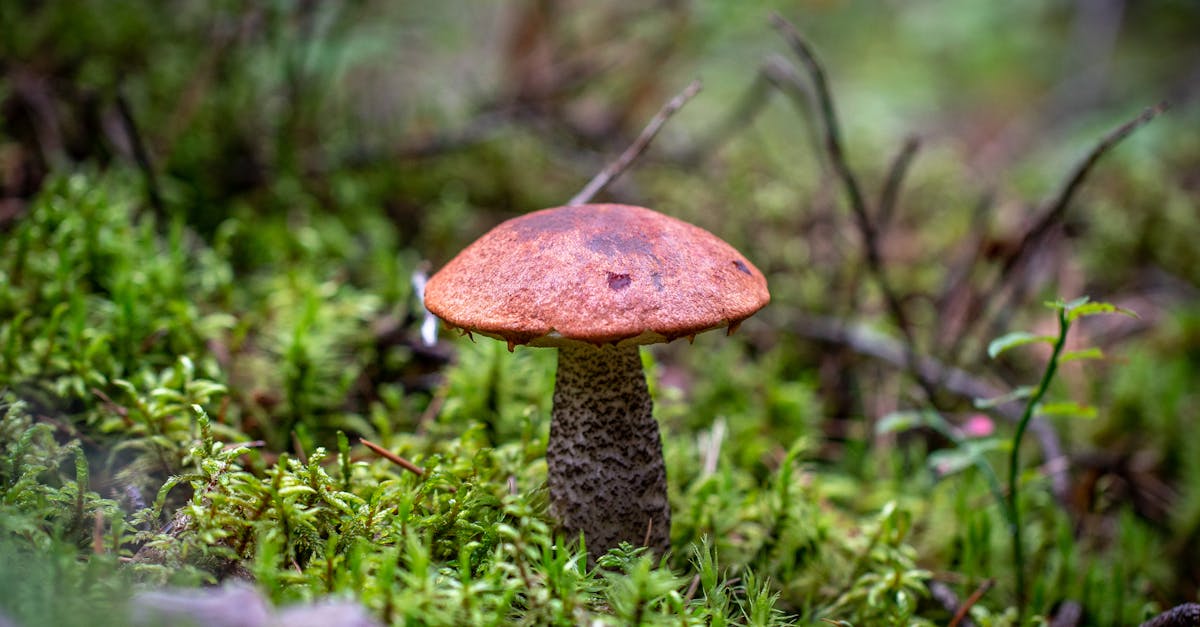 Bolete Mushroom Recipes