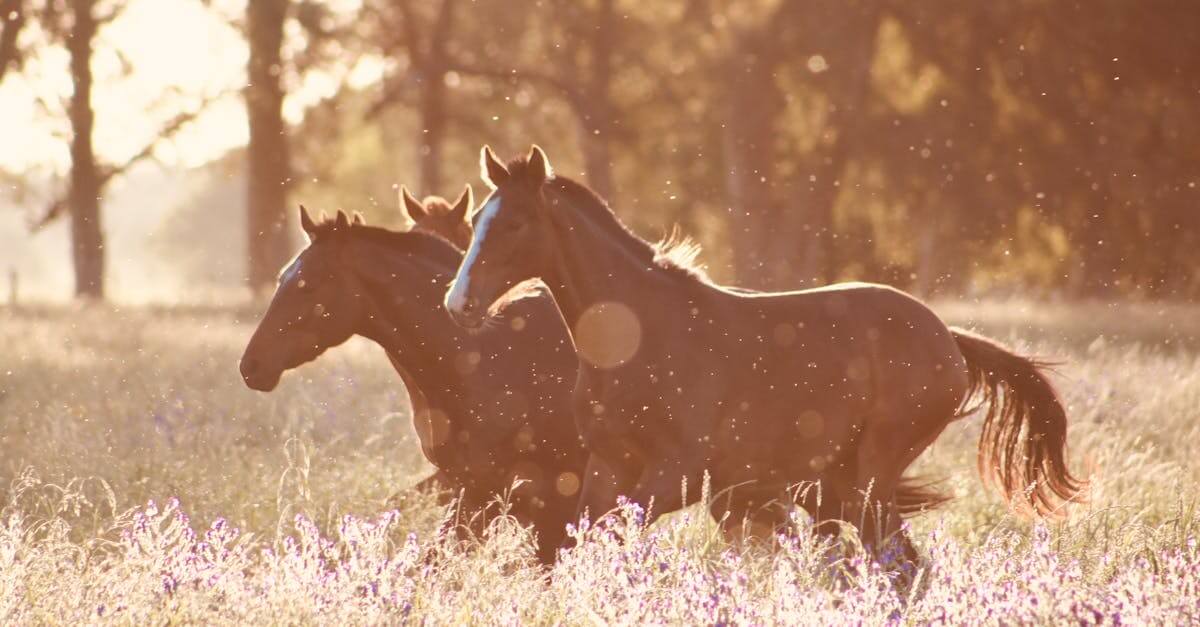 Equine Fly Spray Recipe