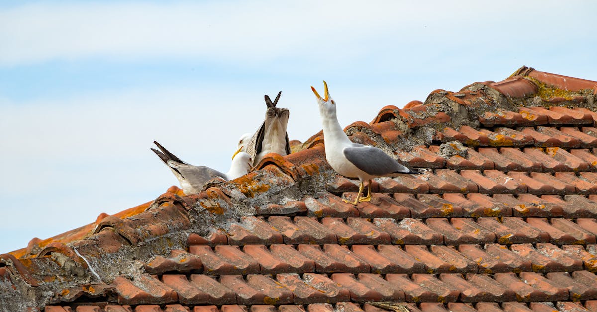 Seagull Recipe: A Unique Coastal Dish with Bold Flavors and Easy Preparation