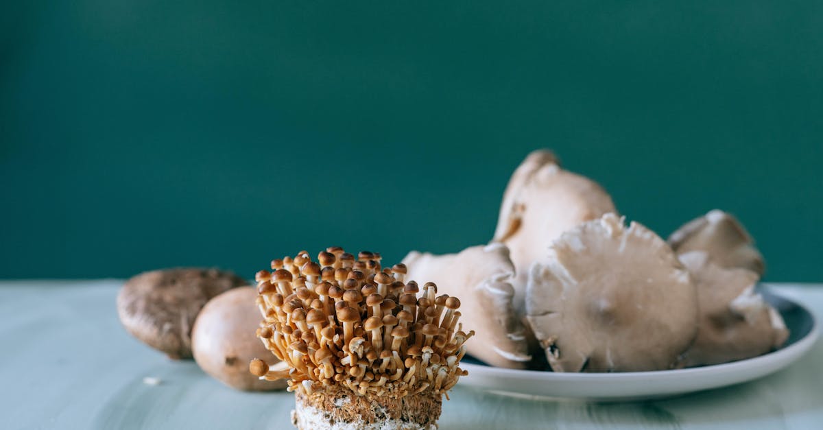 Snow Fungus Savory Recipe: Easy, Healthy, and Delicious Homemade Dish Guide