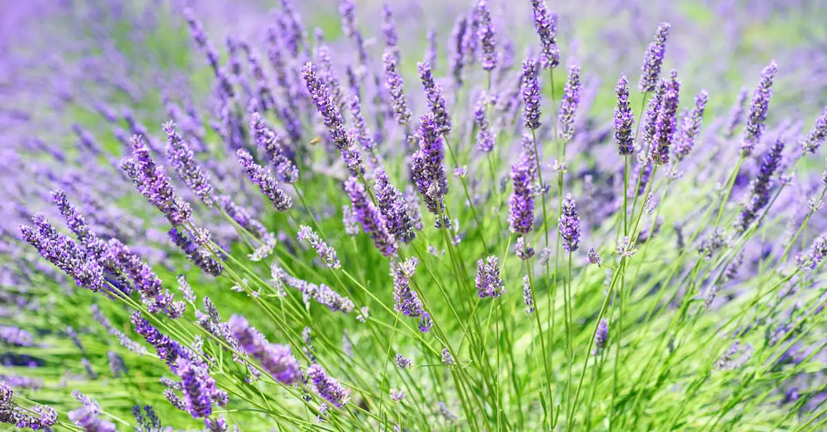 Recipes Using Herbs De Provence