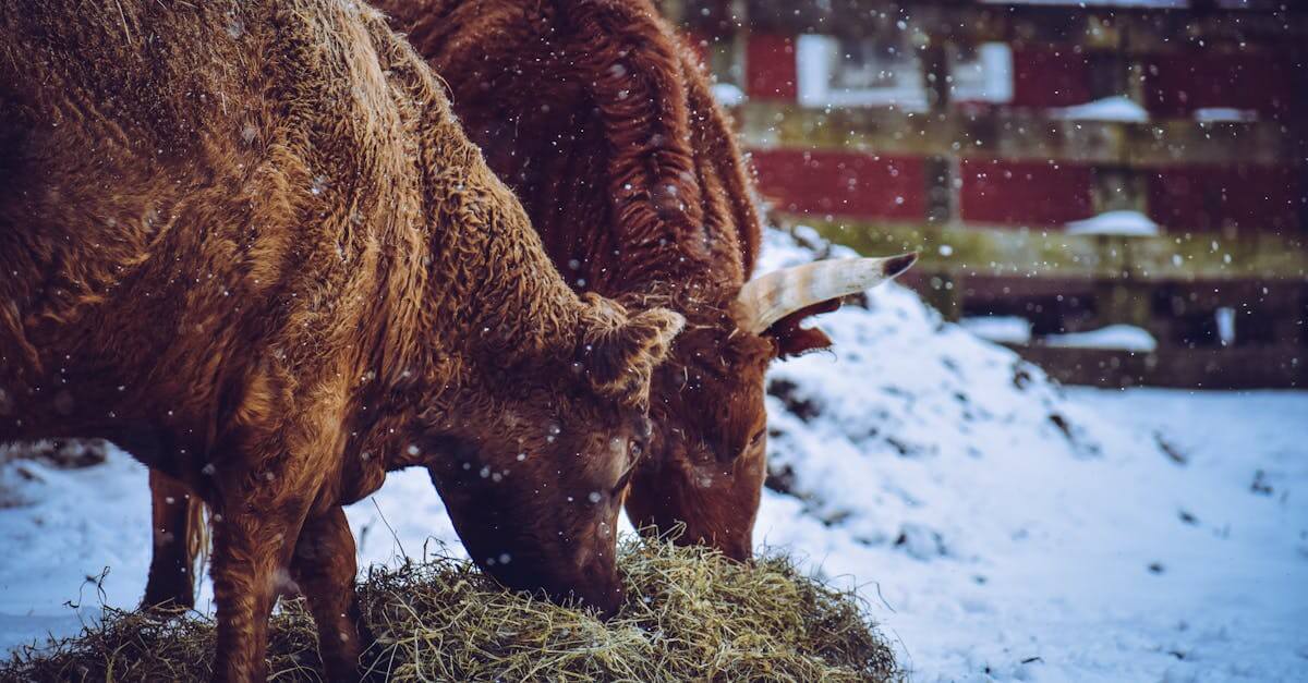 Beef Cattle Feed Mix Recipe