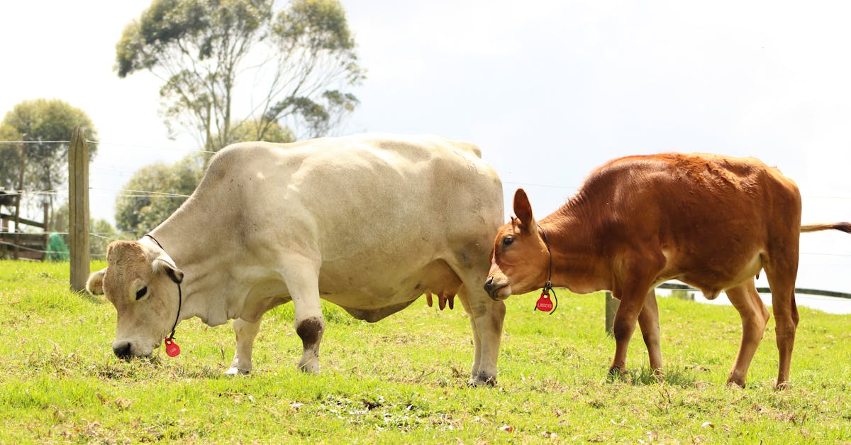Show Heifer Feed Recipes