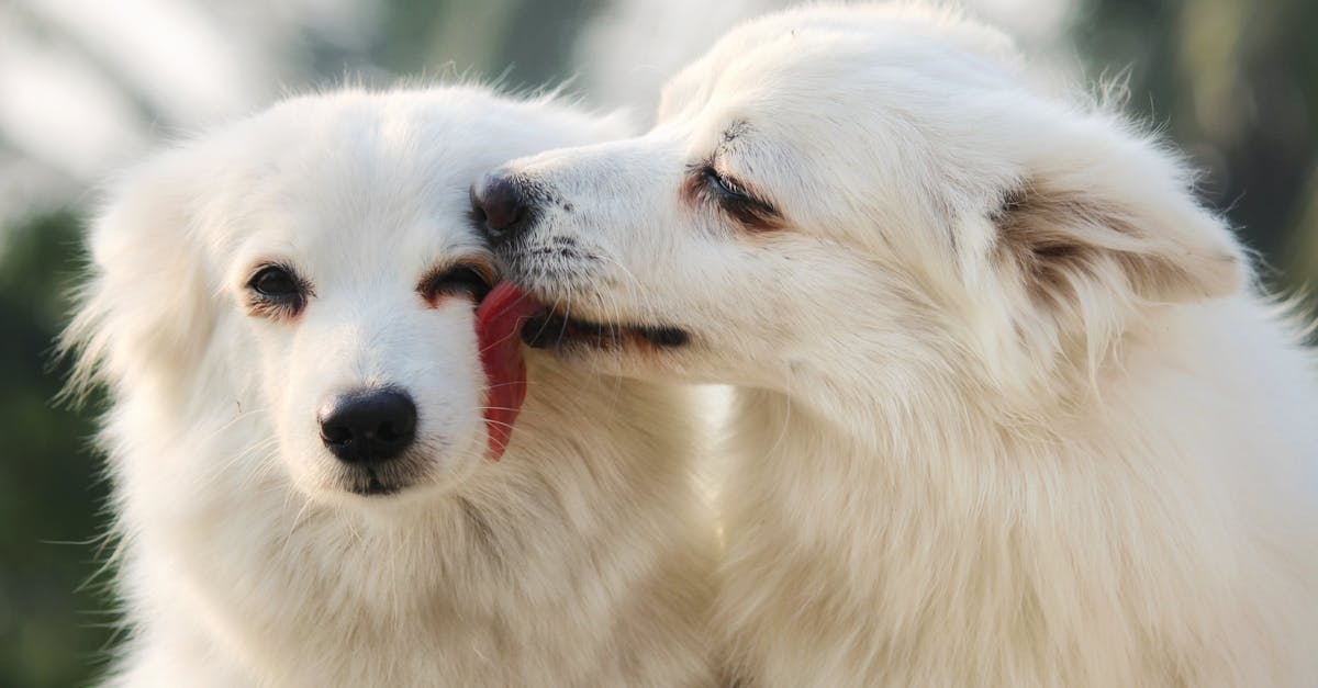 Lick Mat For Dogs Recipe