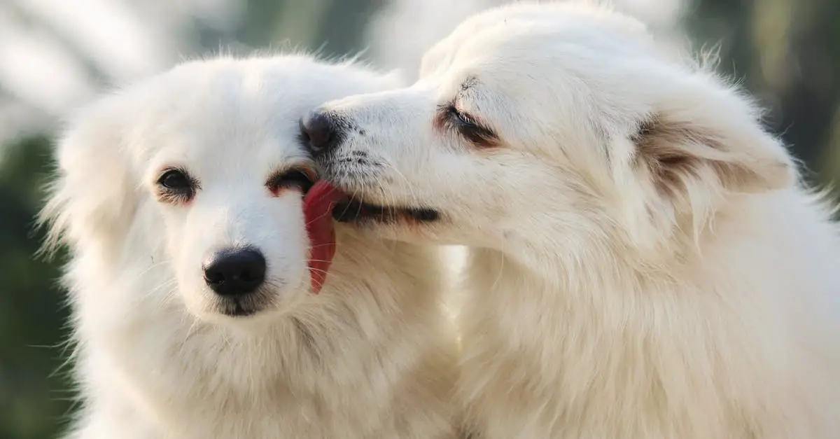 Lick Mats For Dogs Recipe