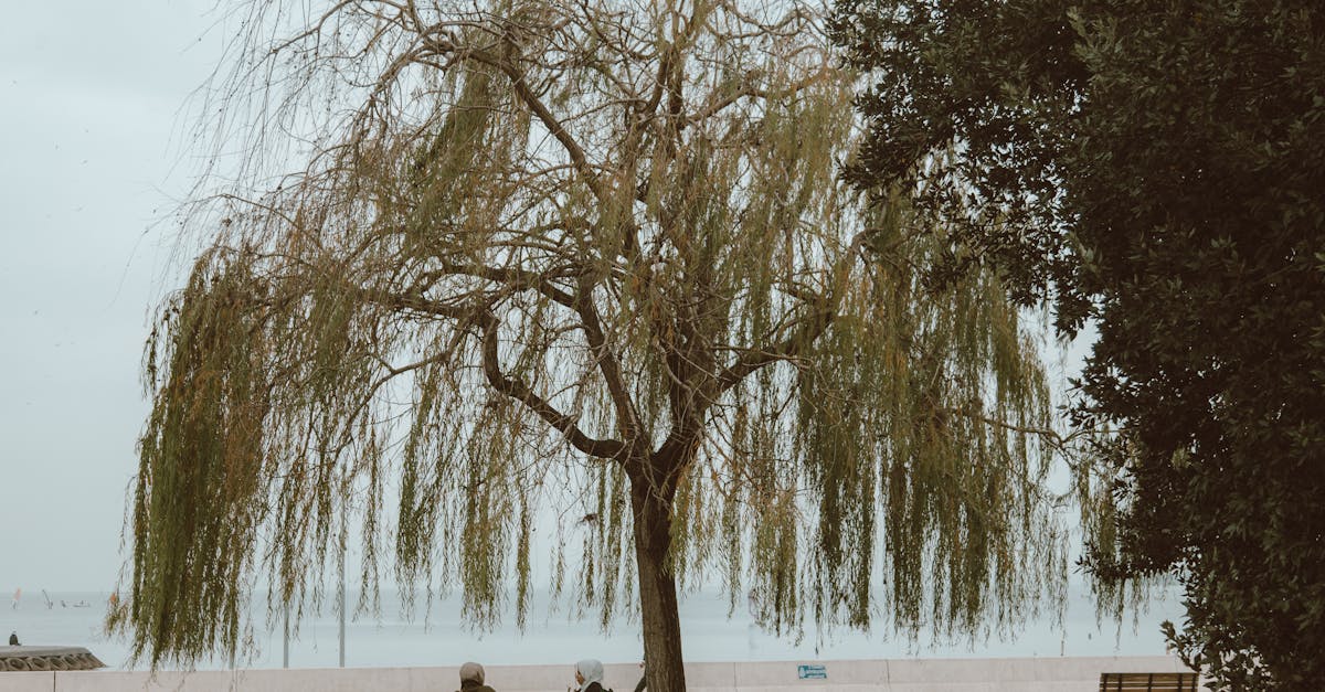 Wind And Willow Recipes