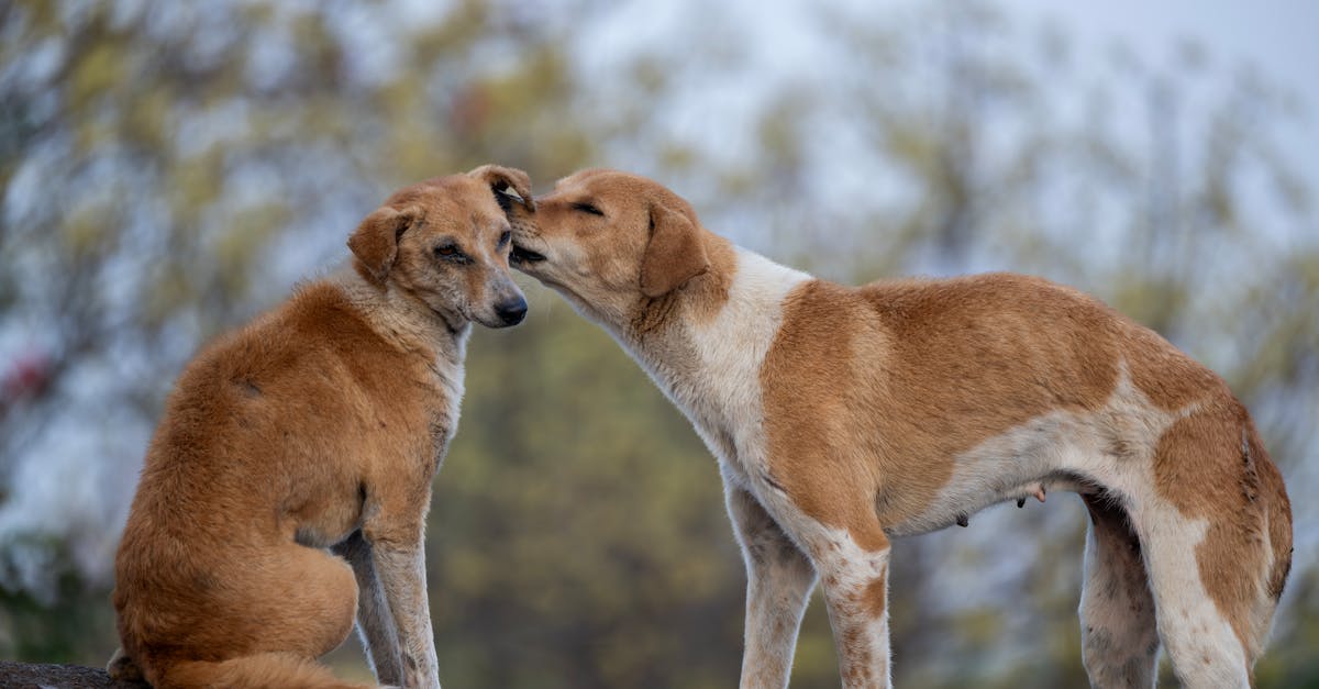 Lick Mat Recipes For Puppies