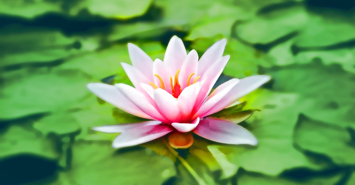 Pink Lotus Recipes
