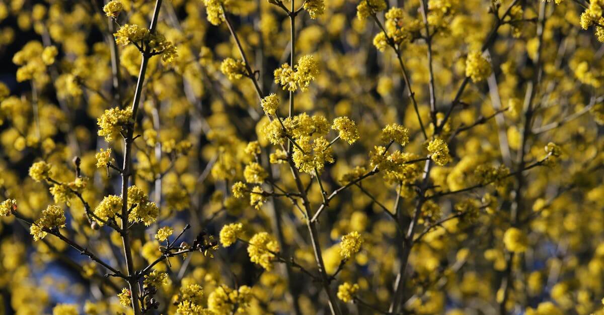 Cornus Mas Recipe