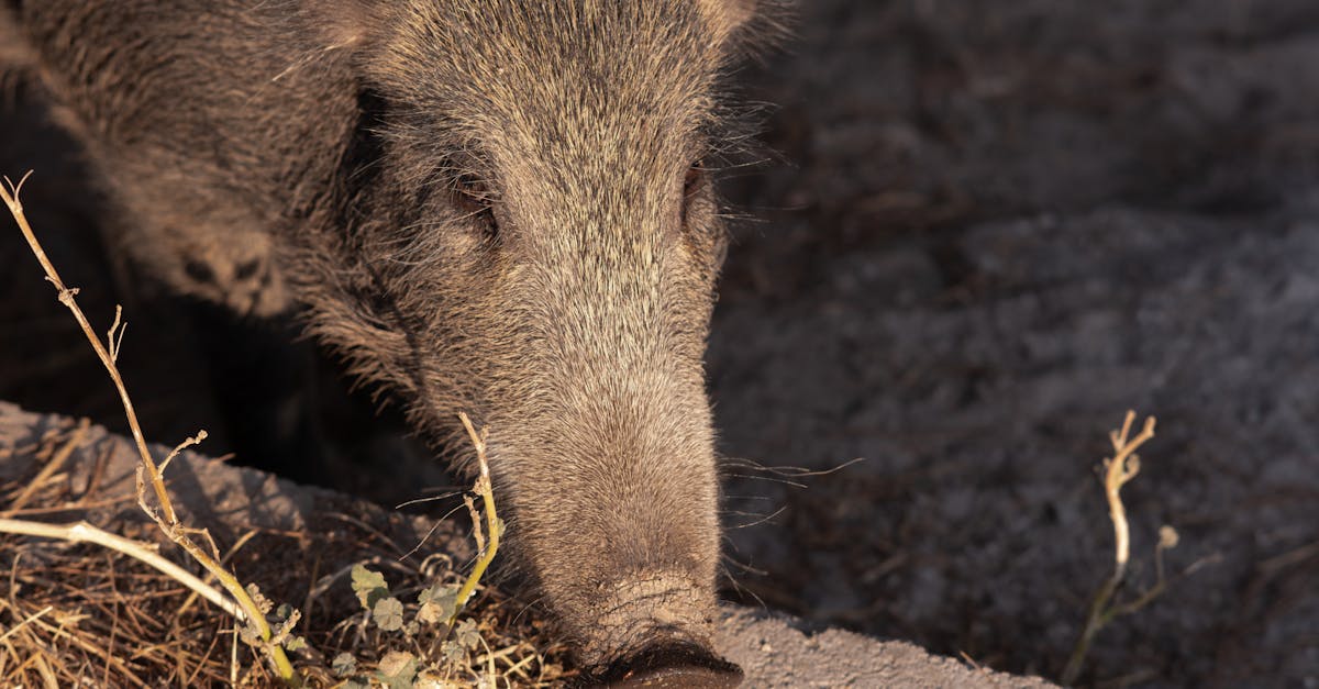 Wild Pork Backstrap Recipes