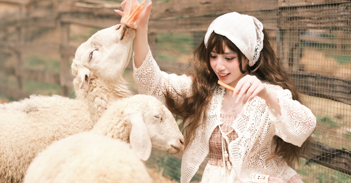 Aoudad Sheep Recipes